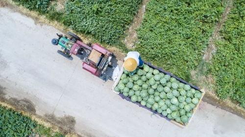 河南娱乐吃瓜,吃瓜群众揭秘幕后故事