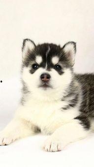 二哈吃瓜娱乐圈小说,娱乐圈的欢乐盛宴